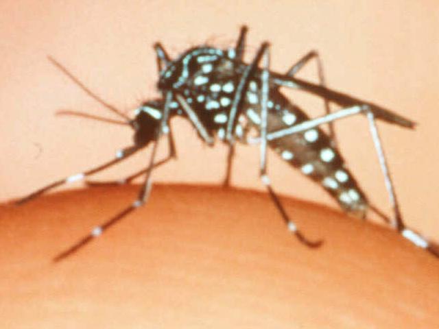 mosquito Aedes notoscriptus pic/courtesy UQ/Entomology/dept insects mosquitoes transmits Ross River & Barmah Forest virus