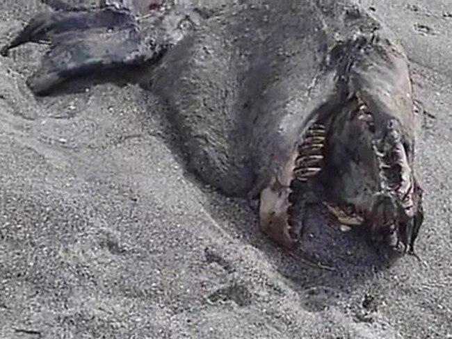 A video posted to YouTube showed the 9-metre long corpse on Pukehina Beach in the Bay of Plenty.