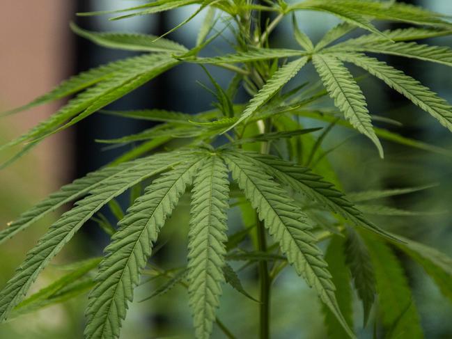 BANGKOK, THAILAND - AUGUST 02:  Cannabis plants grow in an indoor planting area of the Medicinal Cannabis Research Institute at Rangsit University on August 2, 2019 in Bangkok, Thailand. Thailand is the first country in Southeast Asia to move toward cannabis liberalization for medical use by legalizing medical marijuana in early 2019. Thailand plans to make its first distribution of 10,000 bottles of cannabis oil beginning on August 7, 2019 to hospital patients who can provide a prescription from their doctor.  (Photo by Lauren DeCicca/Getty Images)