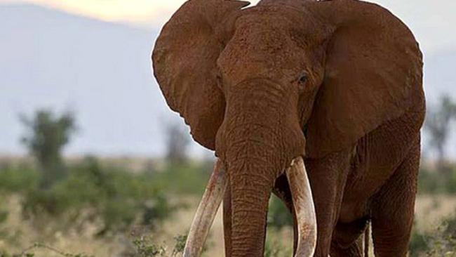 Kenya’s famous bull elephant Satao slain in Tsavo by poachers with ...