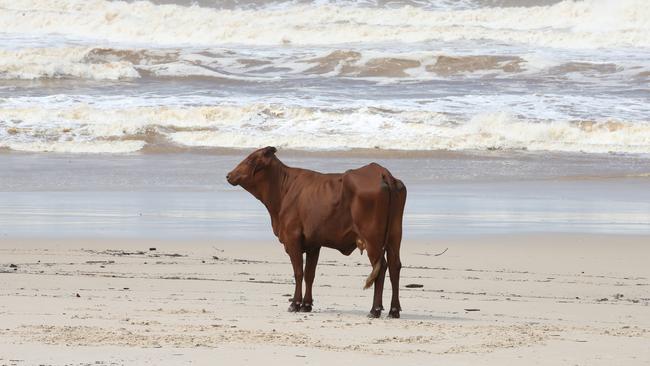 Cows began appearing on southern Queensland coastlines following extreme flooding in 2022. Picture: Glenn Hampson