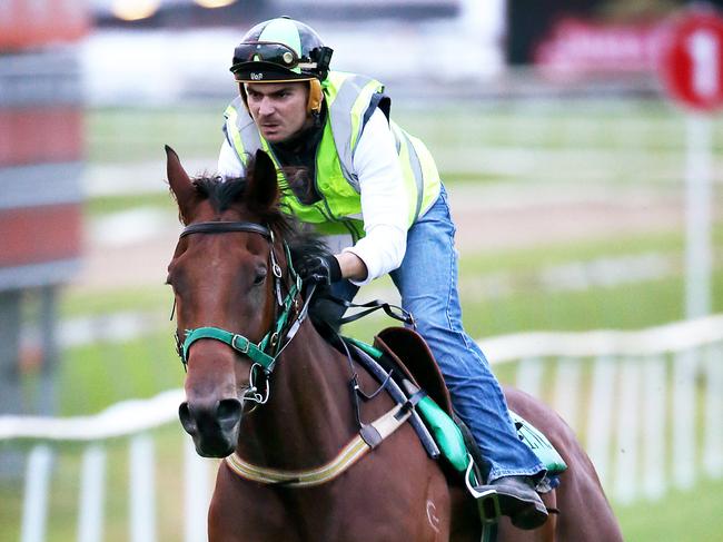 Artlee with trainer Todd Willan during early morning trackwork, Doomben. Artlee is one of the favorites for BTC cup this weekend. Photographer: Liam Kidston.