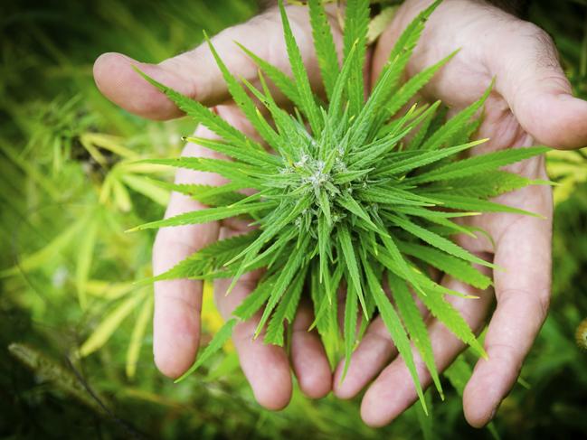 ‘Amazing’ discovery about medicinal cannabis