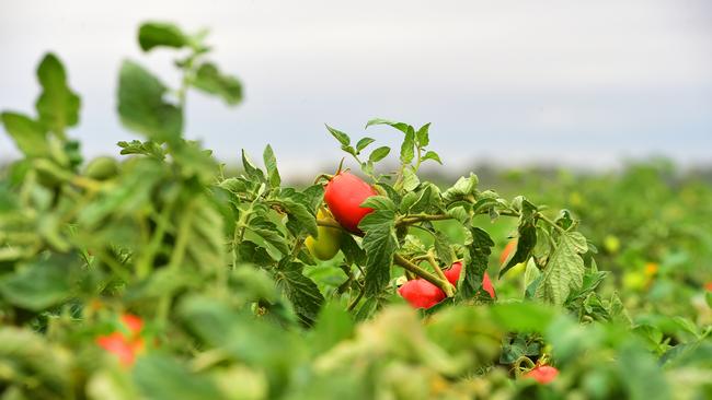 Major supermarket launches fund for producers to drive innovation and sustainability. Copyright News Corp Australia.