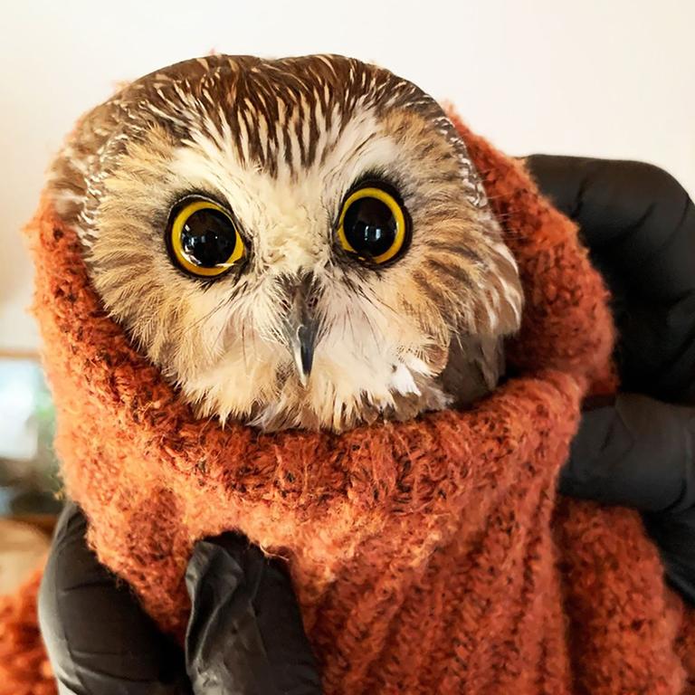 A tiny northern saw-whet owl was found in the Christmas tree transported from Oneonta to New York. Picture: Ravensbeard Wildlife Centre/AFP