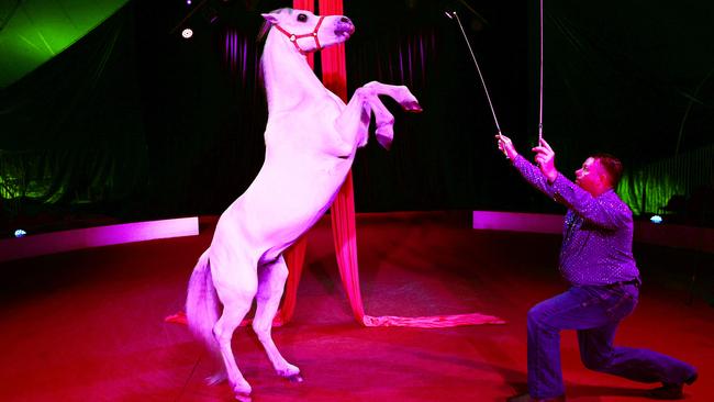 Hudsons Circus has proved popular with Cairns families over the school holidays, and will perform its final Cairns shows this week. Hudsons Circus animal trainer Beau Pearson signals Silver the horse to rear on his hind legs. Picture: Brendan Radke