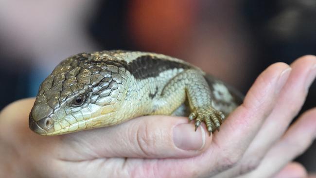 Up to 12 lizards were seized after raids at Narre Warren, Oakleigh and Clayton in Melbourne in 2019 including this creature. Picture: AAP