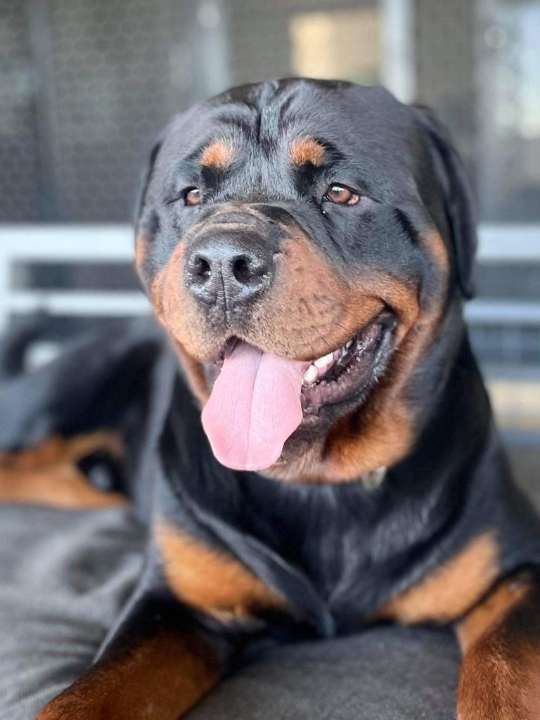 Koda Harvatt – Koda Harvatt is 2 years old. He is a big gentle giant. Love a big cuddle and playing tootsie with his ball. Loves swimming in the pool. Always the first dog in there. Never wants to get out. He is a really sweet Rotti.