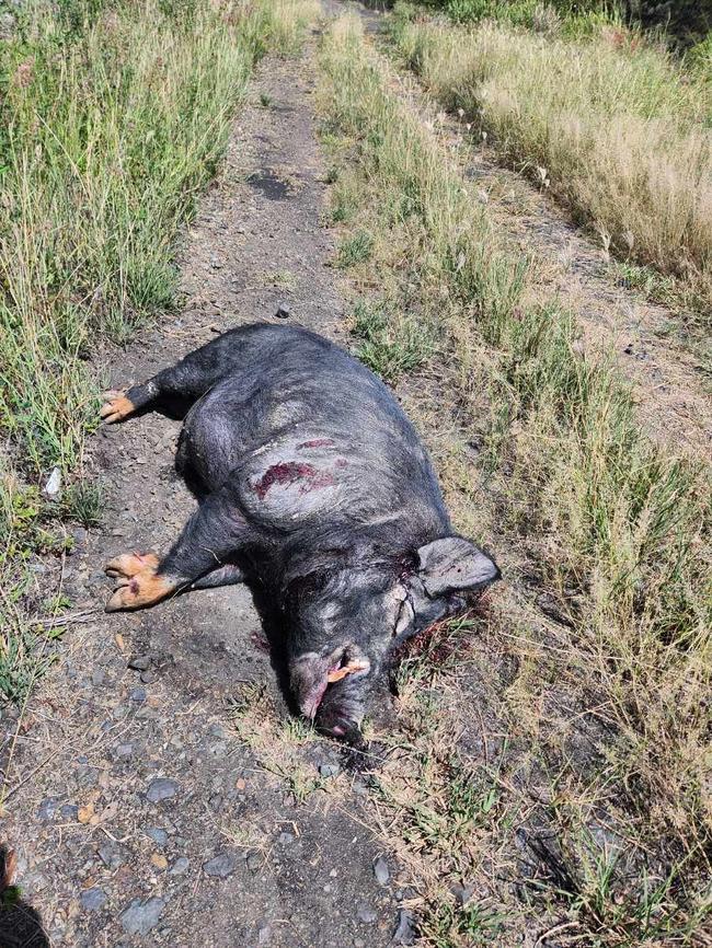 Bundy the pet pig was allegedly shot by police officers in front of its owners after they came to a road incident. Picture: Contributed