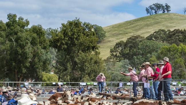 The 84th Mountain Cattle Sales are taking place in Omeo, Ensay and Benambra this week where there has been more than 140mm of rain in the first two months of the year. Picture: Zoe Phillips