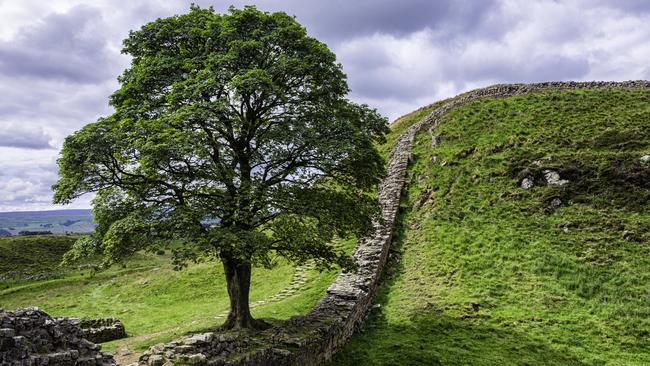 The famous tree featured in the classic Kevin Costner movie Robin Hood, Prince Of Thieves. Picture: iStock