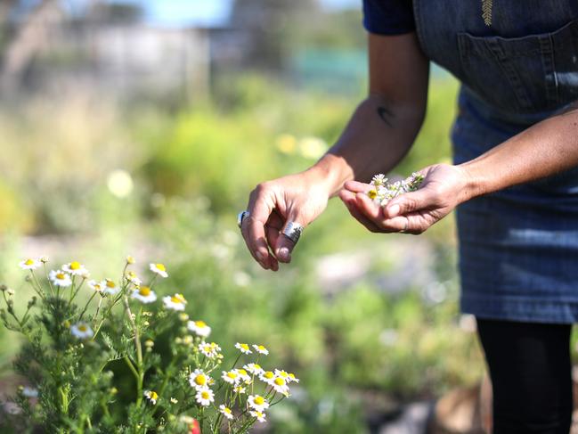 Picking chamomile. Picture: Getty Images