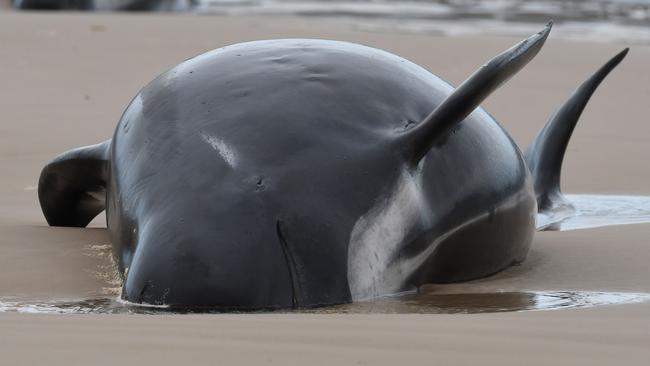 Any saved whale is being considered a ‘real win’. Picture: Brodie Weeding/The Advocate/AFP