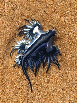 Hundreds of deadly alien-like sea slugs wash up on Freshwater Beach ...