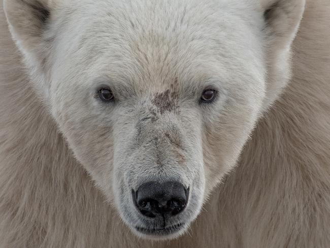 EMBARGO! FOR SUNDAY APRIL 24 2016 PRINT & ONLINE 2016 National Geographic Travel Photographer of the Year entries 'Face to Face' A polar bear on Wahlenbergfjorden off of Svalbard. I was in a zodiac off shore when he sauntered down to the beach to sniff us out. Soon losing interest, he retreated for a nap and we left him in peace. Location: Haugen, Svalbard, Svalbard and Jan Mayen Photo and caption by Ari Ross / National Geographic Travel Photographer of the Year Contest Mandatory requirements for photo use: YOU MAY USE UP TO 5 IMAGES IN PRINT YOU MAY USE UP TO 10 IMAGES ONLINE 1. Include proper photo credit and caption as listed below 2. Mention that the photos are from the 2016 National Geographic Travel Photographer of the Year Contest 3. Provide prominent links to the contest URL (If photos are displayed in a gallery, there must be at least one link to our site with each image): natgeo.com/travelphotocontest 4. Include a call to enter the contest, which ends May 27 5. Include a mention and link to the grand prize: “A seven-day Polar Bear Photo Safari for two at Churchill Wild–Seal River Heritage Lodge, a National Geographic Unique Lodge of the World”