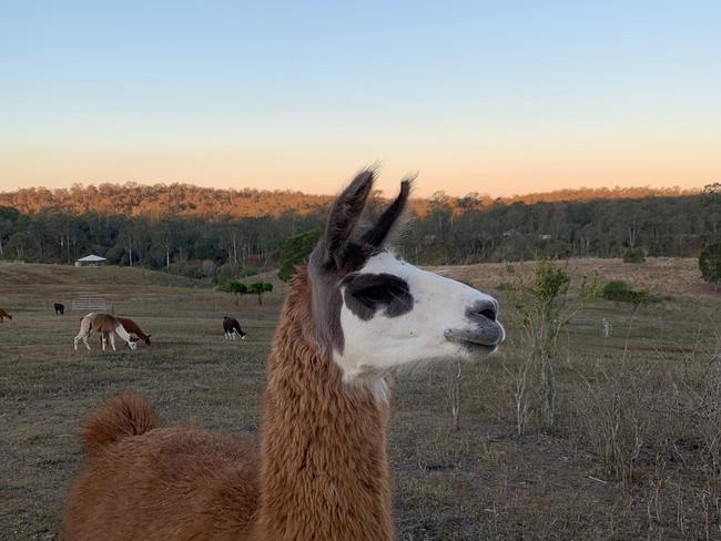 The Llama Farm at Pine Mountain, Ipswich.