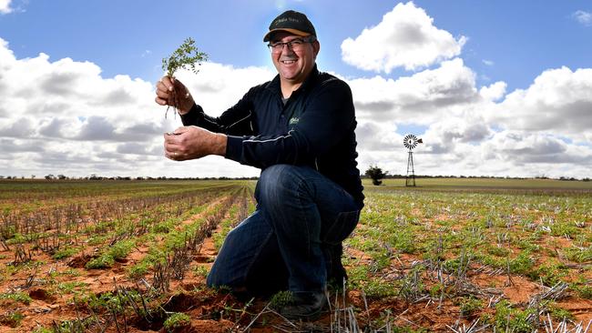 John Gladigau pictured with his chickpea crop on his farm 'Bunyurra'. Picture: Tricia Watkinson