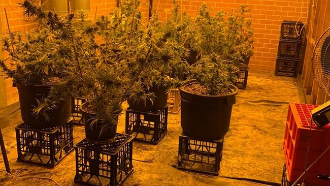 Cannabis allegedly found growing in Unanderra industrial unit. Picture: NSW Police Force.