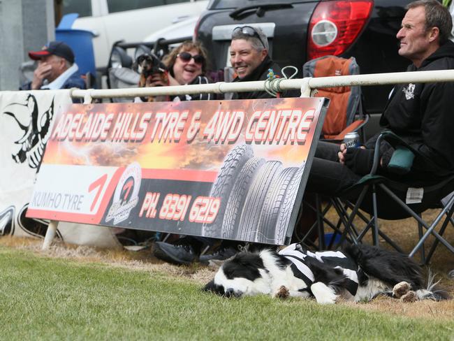 The dog in the Hahndorf jumper that Troy Parker-Boers took up to collect his premiership medal. Picture: Emma Brasier.