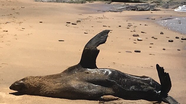 Reg the seal has become a northern beaches resident. Picture: ORRCA
