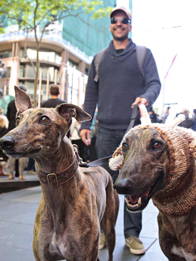 Patrick Zapp with his dogs at the protest. Picture: Adam Yip/ The Daily Telegraph