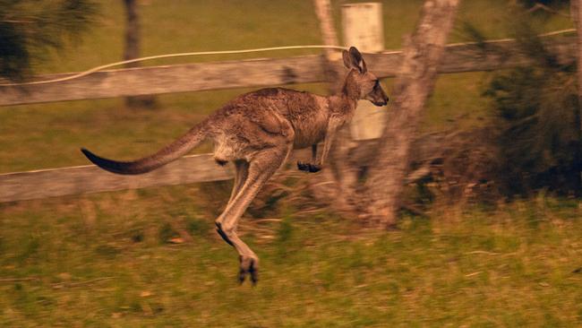 A Kangaroo escapes the blaze. Picture: Gary Ramage