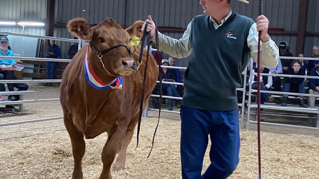 Action from the Limousin National Show and Sale at Holbrook, NSW.