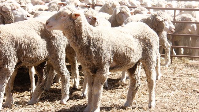 Sheep farmers on both sides of the continent face the prospect of drought and high stock numbers with prohibitively low sheep prices.