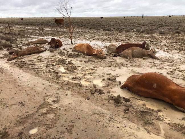 Many of the animals became stuck in mud and couldn’t escape floodwaters. Picture: Rae Stretton