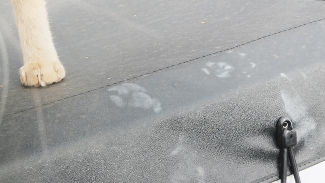 Paw prints on the cover of Robin O’Byrne’s ute. Picture: Supplied