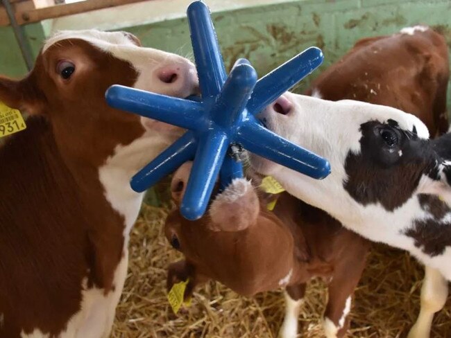 One of the 'enrichment' toys which are available for calves and cows.