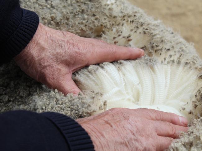 A recent study has found Merino wool is allergy free. Picture: Australian Wool Innovation.