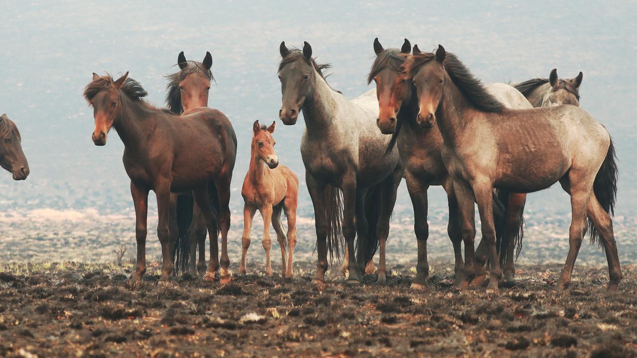 Brumbies scour scorched plains of Kosciuszko National Park | The Australian