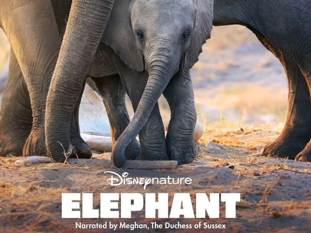 <i>Elephant</i> will be released later this week. Picture: @disneynature/Instagram