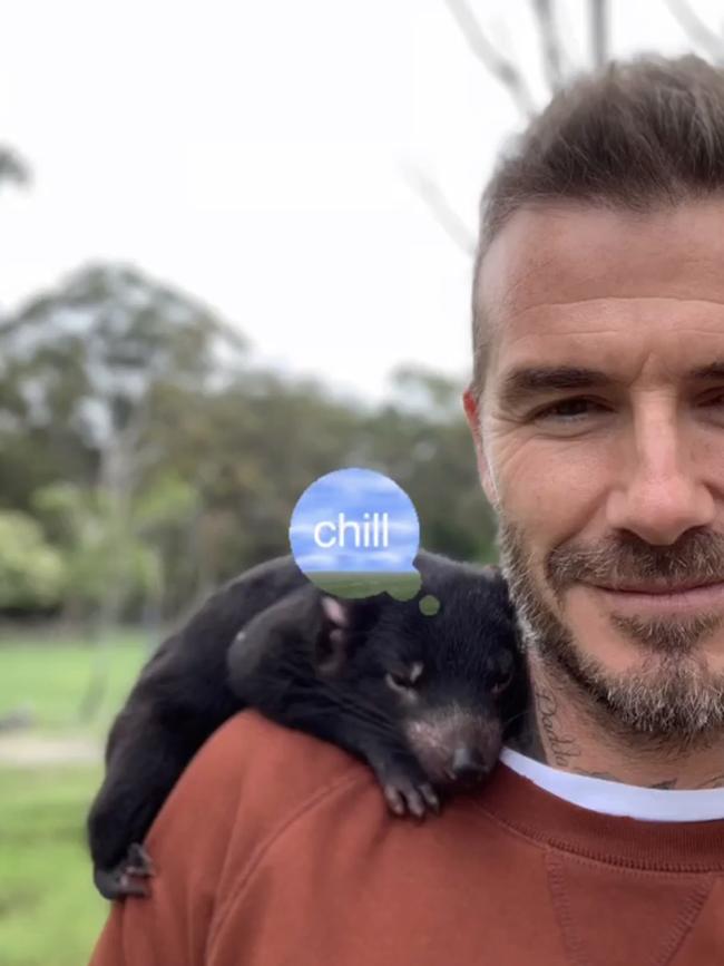 David Beckham and his new furry friend. Picture: Instagram/@davidbeckham