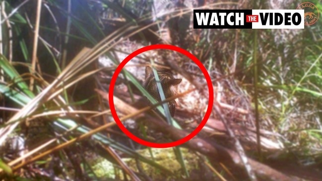 Missing Remains of Last Tasmanian Tiger Finally Found, Hidden in Plain  Sight - CNET