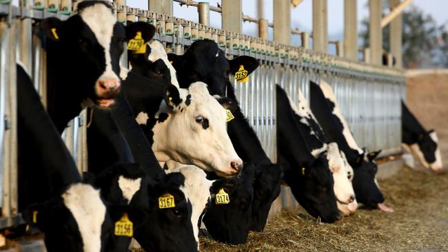 A free stall dairy where cows are free to walk, feed or sit in between milking sessions. Picture: Toby Zerna