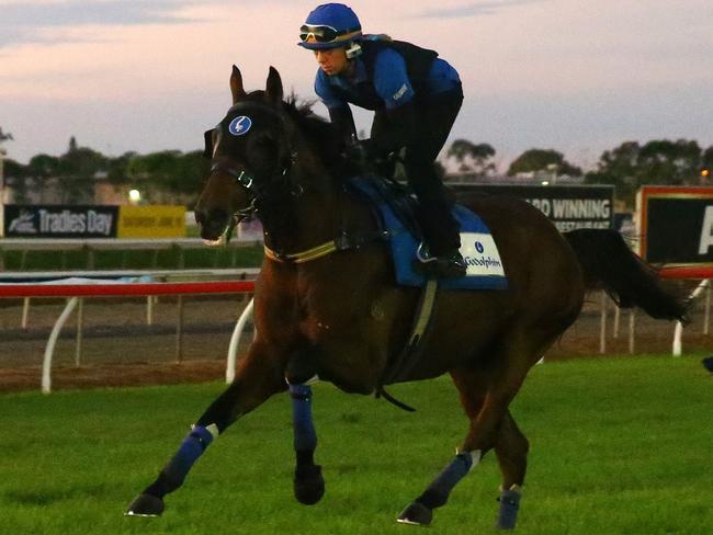 Hauraki ridden is worked on the Gold Coast course proper. Picture: David Clark