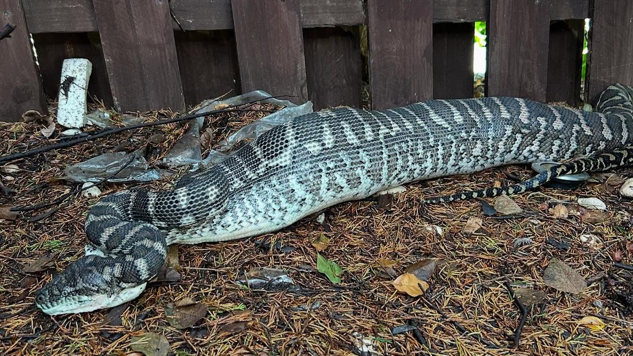 Carpet python eats a pet cat. Picture: Facebook/Sunshine Coast Snake Catchers 24/7.