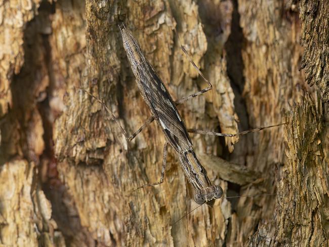 Ima Corymbia, one of the new praying mantis species