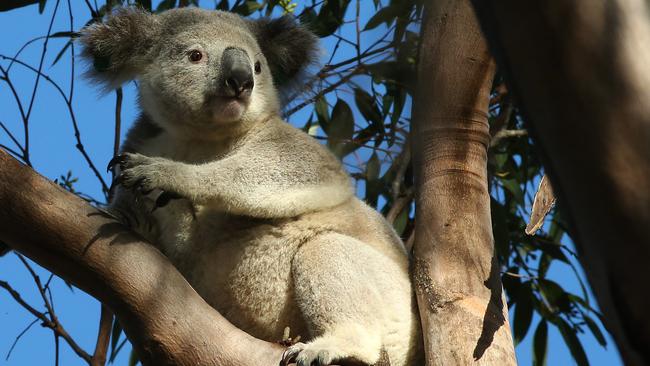 A study says koalas will be extinct in NSW by 2050 without urgent action.