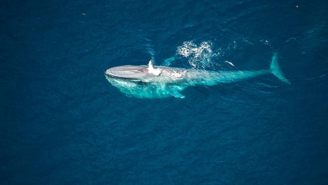 2019: Pictures taken on Ningaloo Reef Picture show a pygmy blue whale. Picture by spotter plane pilot Tiffany Klein