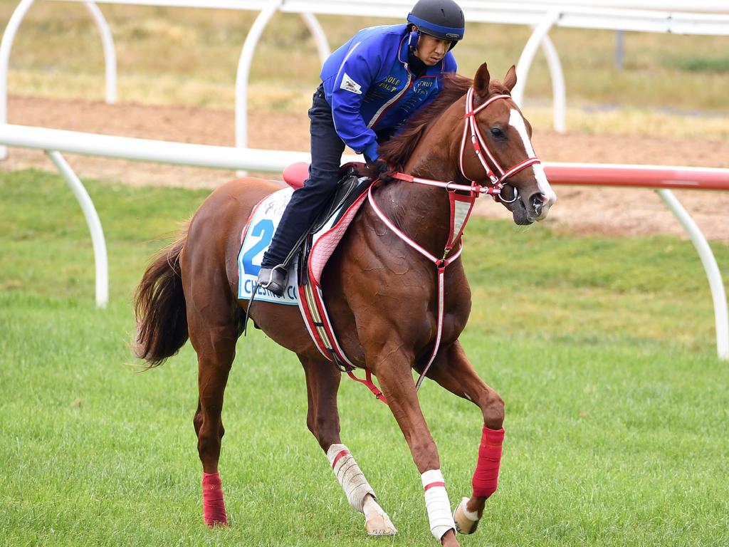 Japanese horse Chestnut Coat one day before the big race.