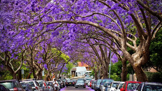 Where To See The Best Jacaranda Displays In Sydney Daily Telegraph