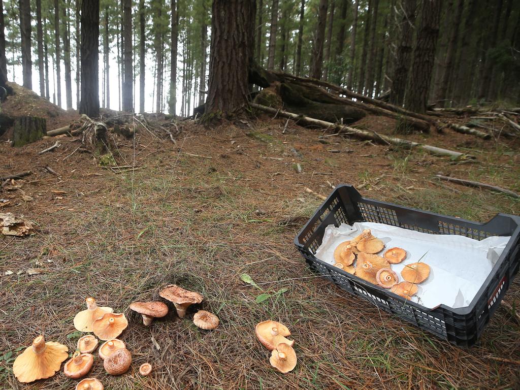 NSW Health has sent out an updated warning about mushroom foraging after hospitals across the state saw a spike in poisoning cases.