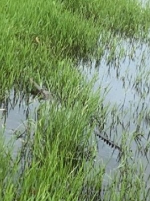 The Freshwater crocodile in the culvert. Picture: Supplied (Madison Edward)