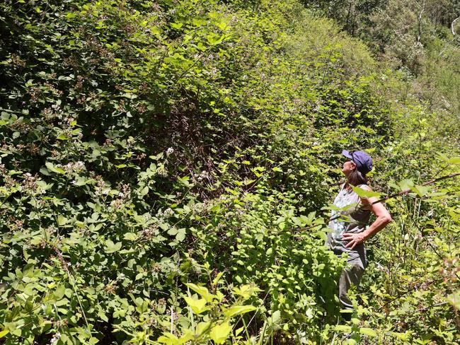 A wall of blackberries confronts Sue Donnelly