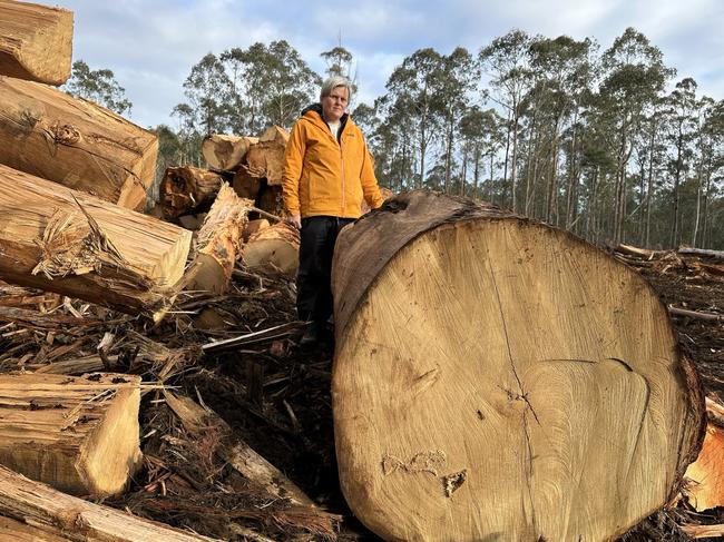 Anti-logging protests today in forests in the Tasmanian Central Highlands, near Lake Binney. Source: Bob Brown Foundation