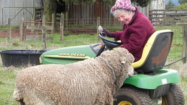 Babe the sheep has a special friendship ... with a ride-on mower.