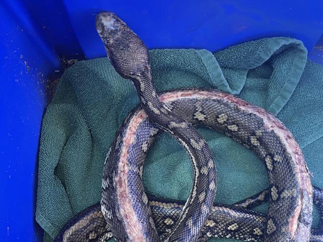 Watch: Python’s whipper snipper injury receives care at hospital